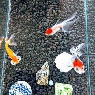 金魚友達 - 名古屋市