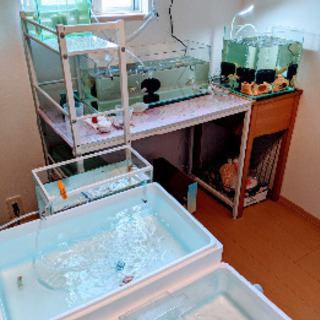 金魚友達 - チャット
