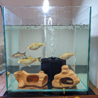 金魚友達 - メンバー募集