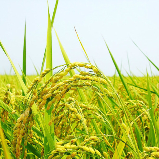 高知ブランド米新米