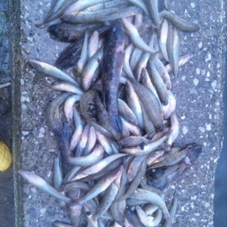 美味ハゼ釣り体験会☆　9/5日 - 江東区