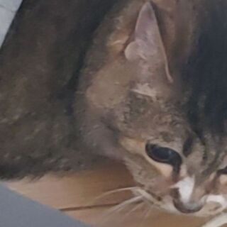 かわいい、２匹の猫