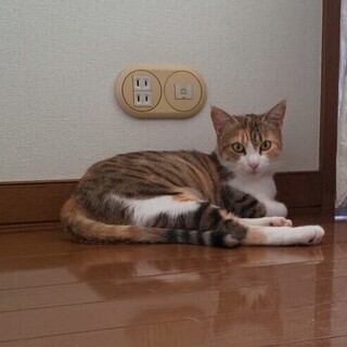 三毛猫　雑種　推定2歳のメス