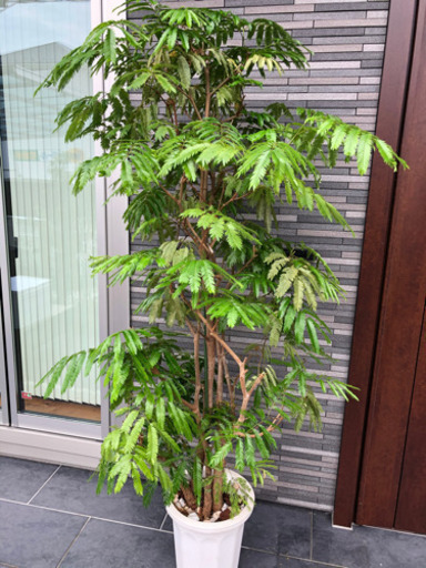 エバーフレッシュ　観葉植物　大型　大きいサイズ