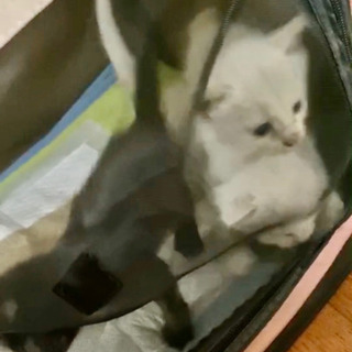 【全ての里親様が決まりましたので、受付終了します】子猫3匹の里親...