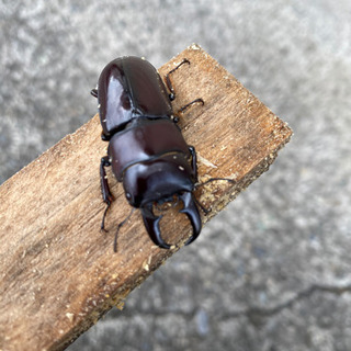 大東ヒラタクワガタ[北大東島]幼虫3頭の画像