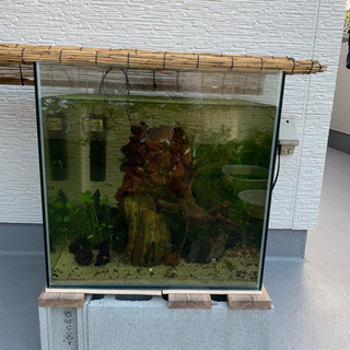 メダカ　めだか　ミックスの画像
