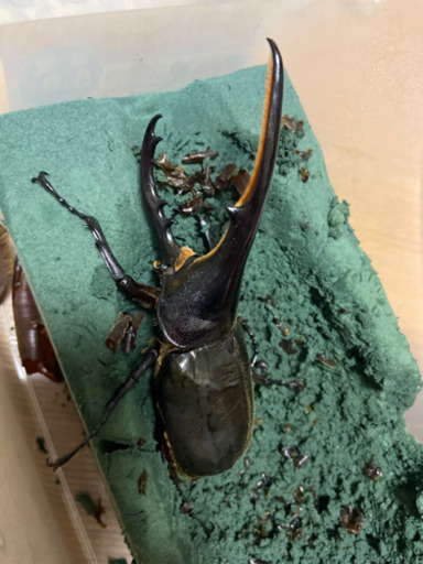 決まりました！ヘラクレスオオカブト　ペア　カブトムシ