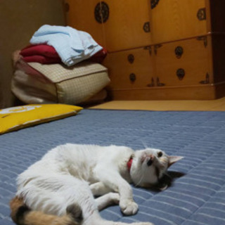 迷い猫