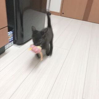2ヶ月弱の黒猫の女の子 - 里親募集