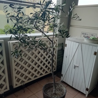 オリーブの木　木製植木鉢