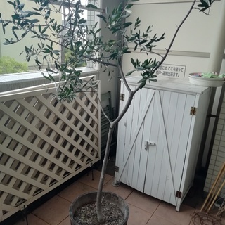 オリーブの木　木製植木鉢の画像