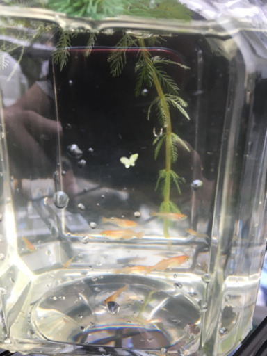 メダカ　紅孔雀　10匹セット