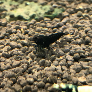 ゼウス　シュリンプの画像