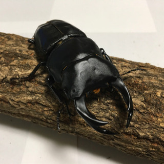 能勢YGオオクワガタペア　①