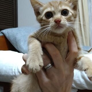 里親さん決定!ありがとうございます!保護猫の里親さん募集中 - つくば市