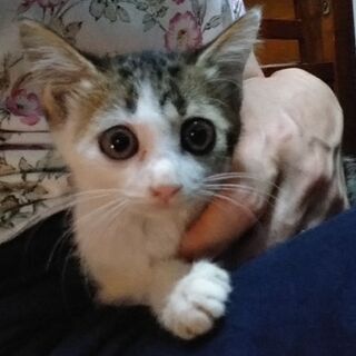 里親さん決定!ありがとうございます!保護猫の里親さん募集中 - 猫