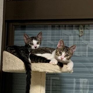 ３兄弟(シャムMixはお試し飼中です)