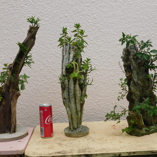 盆景パート1