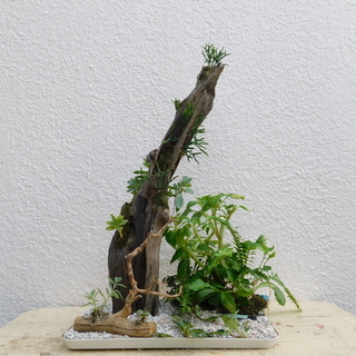 盆景パート1の画像