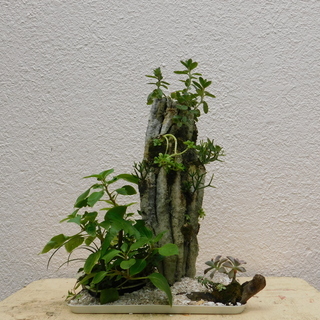 盆景パート1の画像