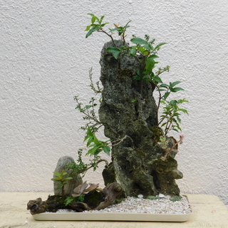 盆景パート1の画像