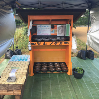 公園前の里山めだか  メダカ無人販売所 8/24