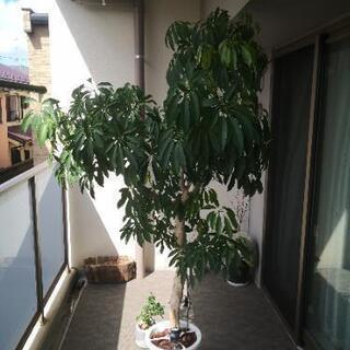 ★期間限定値引き★大きい観葉植物