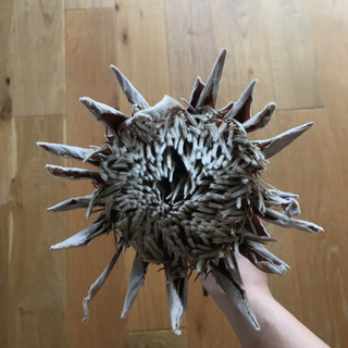 ドライフラワー　プロテアの画像