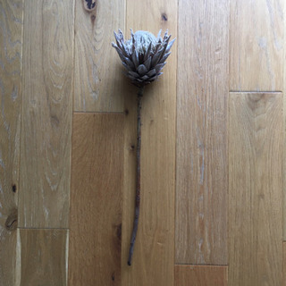 ドライフラワー　プロテアの画像