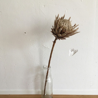 ドライフラワー　プロテア