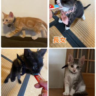 【子猫出産】里親募集中🐈5/22生まれの子猫たちです。