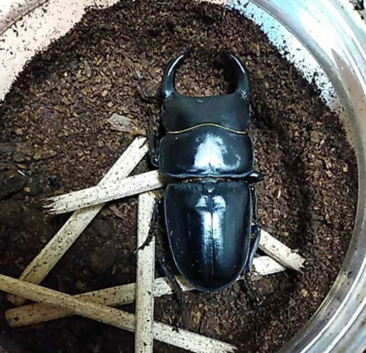 激安ショップでは買えない金額ですオオクワガタ♂3♀5 昆虫