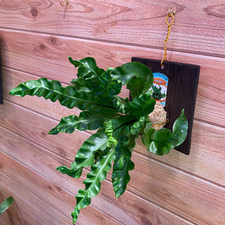 観葉植物‼️アスプレニウム‼️アカキ‼️板付‼️お洒落‼️