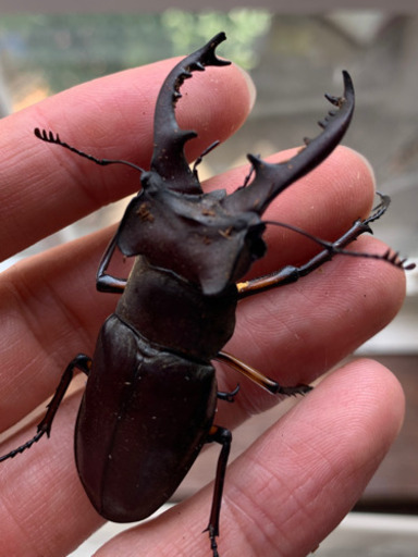 天然津市ミヤマクワガタ♂62ミリ (10daken) 四日市のその他の
