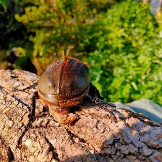 ヘラクレスオオカブト　メス♀　OAKS　ヘラクレス・ヘラクレス11の画像