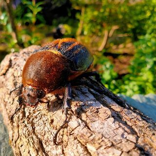 ヘラクレスオオカブト　メス♀　OAKS　ヘラクレス・ヘラクレス11