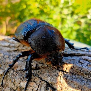 ヘラクレスオオカブト　メス♀　OAKS　ヘラクレス・ヘラクレス10の画像