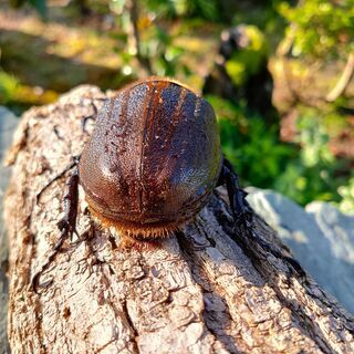 ヘラクレスオオカブト　メス♀　OAKS　ヘラクレス・ヘラクレス10の画像
