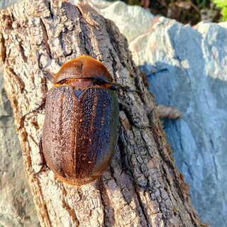 ヘラクレスオオカブト　メス♀　OAKS　ヘラクレス・ヘラクレス10の画像