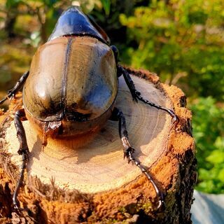 ヘラクレスオオカブト　オス♂角曲がり　OAKS　ヘラクレス・ヘラクレス11の画像