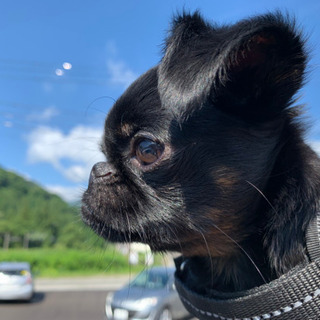 埼玉の犬友さん！あつまれー！