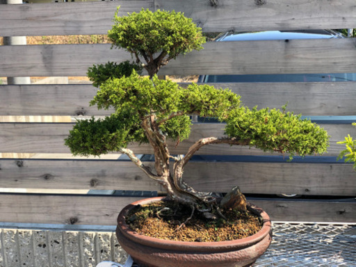 真柏　大品　盆栽