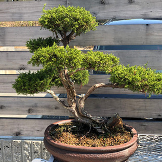 真柏 大品 盆栽