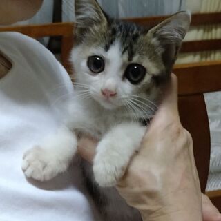 里親さん決定!ありがとうございます!保護猫の里親さん募集中 − 茨城県