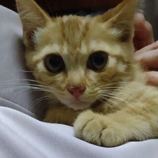 里親さん決定!ありがとうございます!保護猫の里親さん募集中 - 里親募集