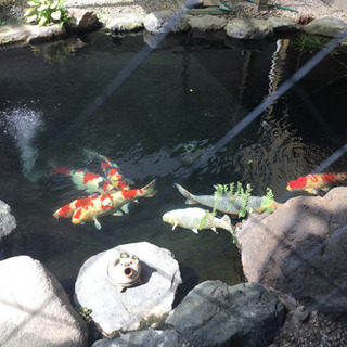 神戸レプタイルズワールド現地合流募集