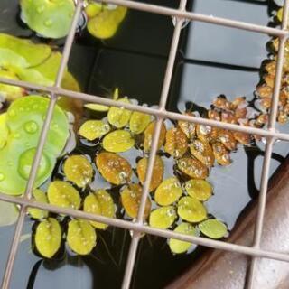 オオサンショウモ 水草