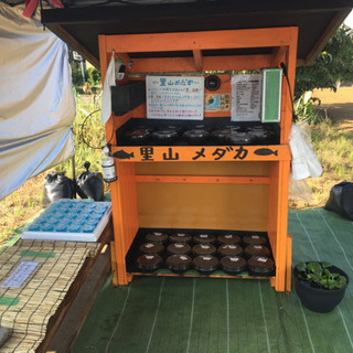 里山めだか 公園前 メダカ 無人販売所 8/25
