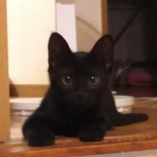 子猫6匹　里親さん決定　ありがとうございます